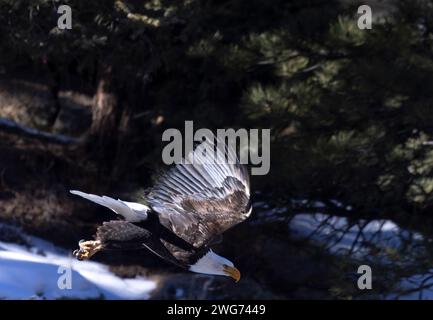 Aigles à tête blanche pêchant dans la South Platte River Colorado Banque D'Images