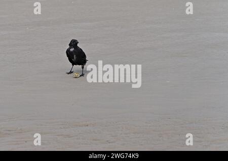 Un corbeau avec des huîtres debout sur le sable Banque D'Images