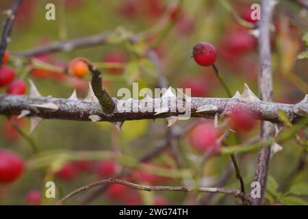 Gros plan de branche épineuse de dogrose avec des fruits en automne Banque D'Images