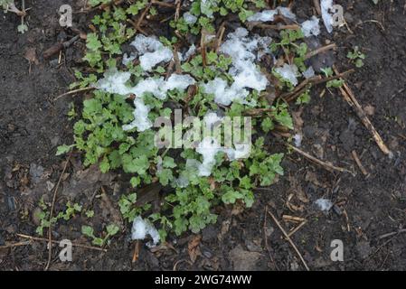Fleurs de rue, buissons fleuris, plantes vivaces avec des feuilles vertes brillantes après l'hiver avec la neige fondante. Banque D'Images