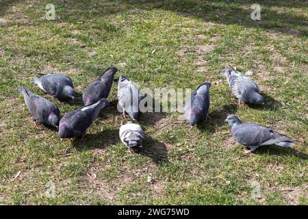 Poussière, City pigeons Banque D'Images