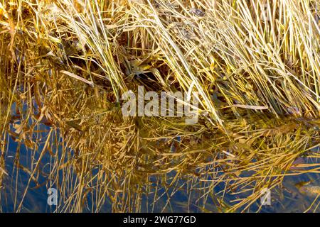 Gros plan d'herbe morte au bord d'un marais inondé, éclairé par la lumière chaude d'un soleil d'automne bas et reflété dans l'eau calme le long d'un ciel bleu. Banque D'Images