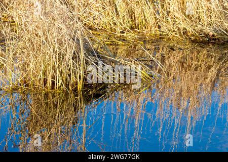 Gros plan d'herbe morte au bord d'un marais inondé, éclairé par la lumière chaude d'un soleil d'automne bas et reflété dans l'eau calme le long d'un ciel bleu. Banque D'Images