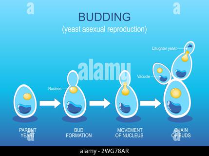 Bourgeonnement. Reproduction asexuée de levure. Croissance des champignons. Division cellulaire. Diagramme vectoriel. Illustration de Vecteur