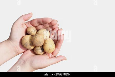 Gros plan des mains d'une agricultrice sur fond blanc montrant un tas de pommes de terre crues fraîches récoltées dans un jardin rural en ce moment. C Banque D'Images