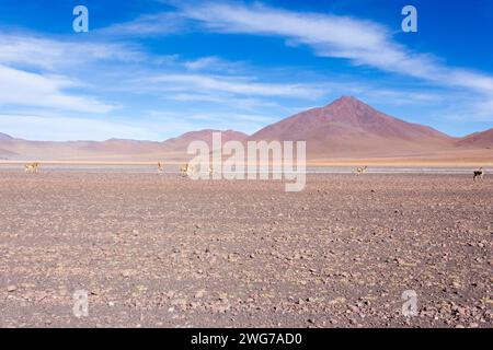 Le paysage dans le plateau d'Uyuni, Bolivie Banque D'Images