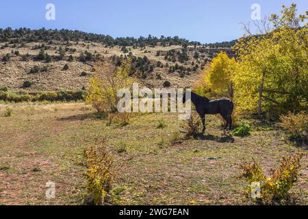 États-Unis. Utah. Comté de Wayne. Un cheval le long de la route panoramique 12 entre Torrey et Boulder. Banque D'Images