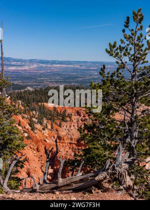 États-Unis, État de l'Utah. Comté de Kane. Parc national de Bryce Canyon. Rainbow point. Le long de la boucle Bristlecone. Le Bristlecone Loop est accessible depuis Rainbo Banque D'Images