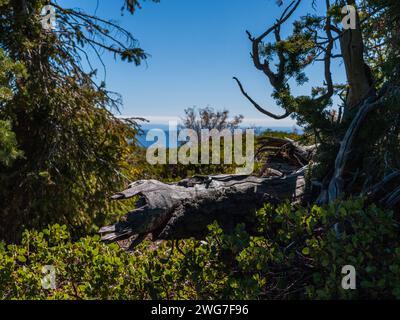 États-Unis, État de l'Utah. Comté de Kane. Parc national de Bryce Canyon. Rainbow point. Le long de la boucle Bristlecone. Le Bristlecone Loop est accessible depuis Rainbo Banque D'Images