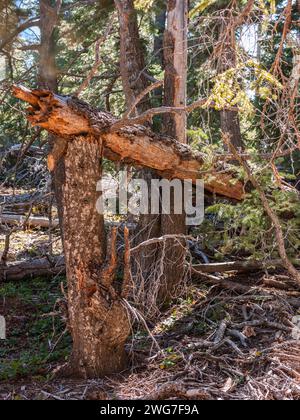 États-Unis, État de l'Utah. Comté de Kane. Parc national de Bryce Canyon. Rainbow point. Le long de la boucle Bristlecone. Le Bristlecone Loop est accessible depuis Rainbo Banque D'Images