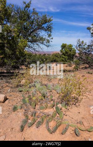 États-Unis. Utah. Parc national de Canyonlands. Plantes xérophiles et cactus près de Mesa Arch. Mesa Arch est une arche de nid de poule formée par l'eau de surface. À f Banque D'Images