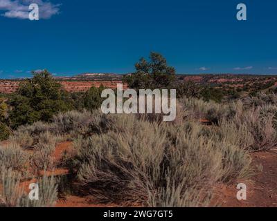 États-Unis, État de l'Utah. Comté de Garfield. Le long de la Burr Trail Road près de Boulder, avec des pins, genévriers (Juniperus osteosperma) et arbustes (Artem Banque D'Images