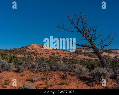 États-Unis, État de l'Utah. Comté de Garfield. Le long de la Burr Trail Road près de Boulder, avec des genévriers (Juniperus osteosperma) et de l'armoise (Artemisia tridentata Banque D'Images