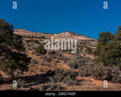 États-Unis, État de l'Utah. Comté de Garfield. Le long de la Burr Trail Road près de Boulder, avec des pins, genévriers (Juniperus osteosperma) et arbustes (Artem Banque D'Images