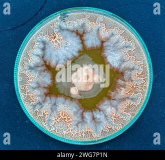 colonies de bactéries et de micro-organismes à la surface de l'agar et du vent lors d'analyses microbiologiques dans un laboratoire scientifique Banque D'Images