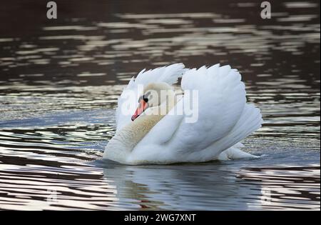 Cygne muet sur l'étang à l'aube (Cygnus olor) Banque D'Images