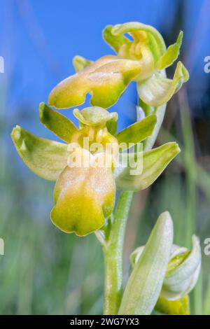 Ophrys funerea fo. albina, Orchidaceae. Forme albinos, herbe bulbeuse vivace, orchidée européenne sauvage. Plante rare. Toscane, Italie. Banque D'Images