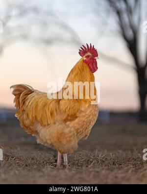Buff Orpington poulet de coq libre de la portée sur un champ herbeux que le soleil est bas à l'horizon donnant au ciel une lueur chaude. Banque D'Images