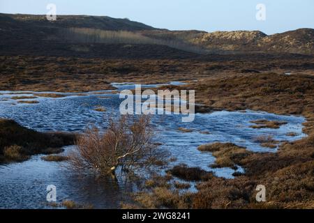 Landschaft an der Westküste der Insel Sylt in der Nordsee, 26.01.2024 Schleswig-Holstein Deutschland *** paysage sur la côte ouest de l'île de Banque D'Images