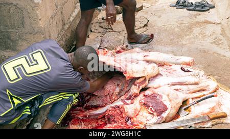 Accra Eid al Adha Festival de sacrifice boucher taureau. Sacrifice animal Islam mois sacré du Ramadan Eid ul Adha. Secteur musulman d'Accra. Banque D'Images