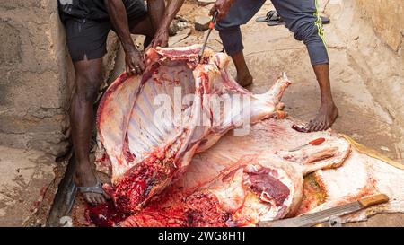 Bœuf de bœuf de Accra Eid al Adha Festival of sacrifice maison musulmane. Sacrifice animal Islam mois sacré du Ramadan Eid ul Adha. Secteur musulman d'Accra. Banque D'Images