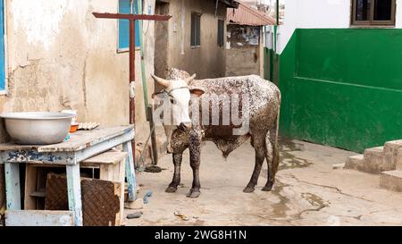 Bull pour Accra Eid al Adha Festival of sacrifice Muslin Festival. Sacrifice animal Islam mois sacré du Ramadan Eid ul Adha. Secteur musulman d'Accra. Banque D'Images