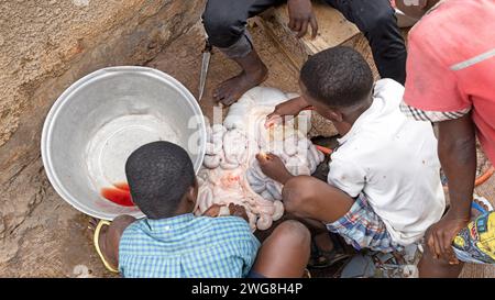 Les enfants nettoient les intestins des vaches Accra Eid al Adha Festival of sacrifice. Sacrifice animal Islam mois sacré Ramadan Eid ul Adha. Secteur musulman d'Accra. Banque D'Images