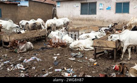 Chèvres vaches pauvre quartier Nima Accra Ghana Afrique. Sacrifice animal Islam mois sacré du Ramadan Eid ul Adha. Secteur musulman d'Accra. Banque D'Images