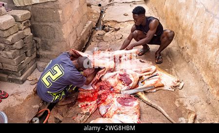 Les hommes abattent la vache Accra Eid al Adha Festival of sacrifice Ghana. Sacrifice animal Islam mois sacré du Ramadan Eid ul Adha. Secteur musulman d'Accra. Banque D'Images