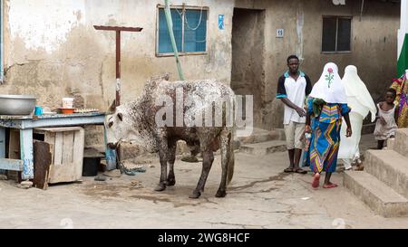 Maison musulmane vache sacrificielle Accra Eid al Adha Festival of sacrifice Ghana. Environnement toxique voisinage. Problème de santé. Bétail du village, déchets. Banque D'Images