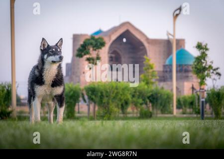 Le chien errant et le mausolée du Turkestan de Khoja Ahmed Yasawi, un monument ancien, dans le sud du Kazakhstan, en Asie centrale. Banque D'Images