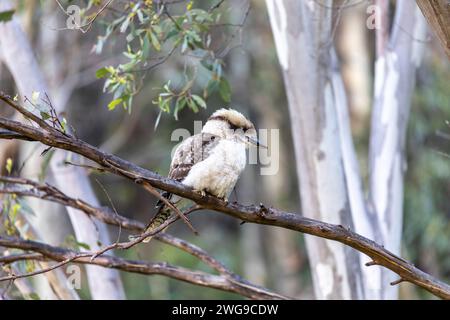 Oiseau australien Kookaburra, un martin-pêcheur d'arbre terrestre, assis sur une branche d'arbre à gomme dans le parc national de Kosciusko en Nouvelle-Galles du Sud, Australie, 2024 Banque D'Images