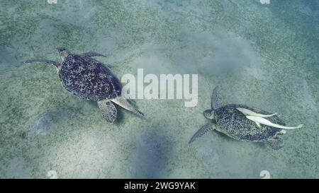 Deux tortues de mer s'empaissent sur les fonds marins en mangeant des algues vertes. Deux grandes tortues de mer verte (Chelonia mydas) avec Remorafish sur la coquille mange un ruban lisse Banque D'Images