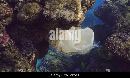 Pollution plastique, gros plan du sac plastique suspendu sur le récif. Un vieux sac en acrylique blanc accroché sur le récif de corail et se balance dans le courant de l'eau, Red Sea, Egypte Banque D'Images