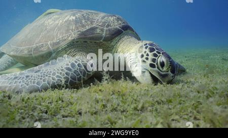 Tortue de mer paître sur les fonds marins, ralenti. Grande tortue de mer verte (Chelonia mydas) à bouche ouverte mangeant des algues vertes sur la prairie d'herbes marines Banque D'Images