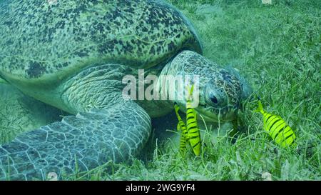 Grande Tortue verte (Chelonia mydas) avec groupe de poissons rouges (Gnathanodon) spéciosus mangeant des algues vertes, Mer Rouge, Safaga, Egypte Banque D'Images