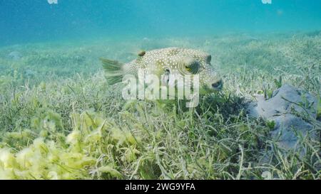 Le crapaureau rayé ou le mouffeur à pois blancs (Arothron hispidus) nage sur le lit des herbiers marins parmi les herbes de mer à feuilles rondes ou les herbiers de Noodle (Syringodium Banque D'Images