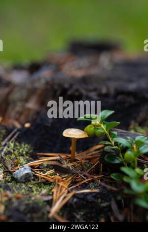 Petit champignon à côté d'un bleuet européen pas encore mûr (Vaccinium myrtillus), format portrait, gros plan, photographie de la nature, nature, nature Banque D'Images