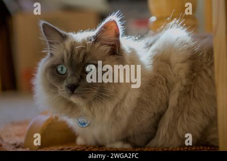 Chat ragdoll se sentant à la maison Banque D'Images