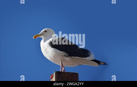 Gros plan de mouette assise sur une planche de bois Banque D'Images