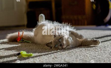 Chat ragdoll se sentant à la maison Banque D'Images