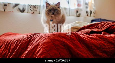 Chat ragdoll se sentant à la maison Banque D'Images
