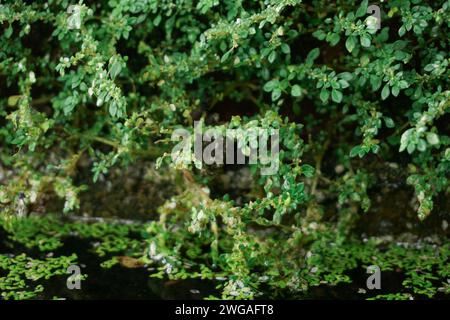 texture de feuille verte abstraite, feuillage tropical nature fond vert foncé Banque D'Images