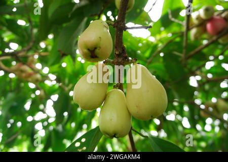 Fruit de goyave jamaïcain encore sur l'arbre Banque D'Images