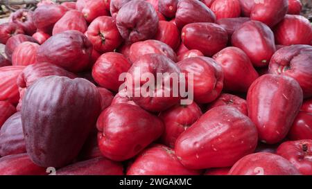 Fruit de goyave rouge jamaïcain frais qui vient d'être récolté Banque D'Images