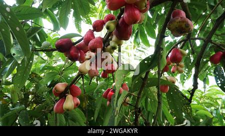 Fruit de goyave jamaïcain encore sur l'arbre Banque D'Images