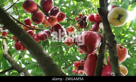 Fruit de goyave jamaïcain encore sur l'arbre Banque D'Images