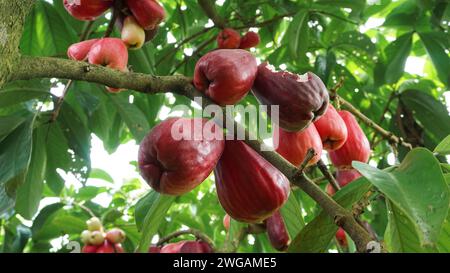 Fruit de goyave jamaïcain encore sur l'arbre Banque D'Images