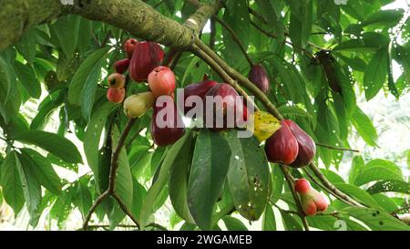 Fruit de goyave jamaïcain encore sur l'arbre Banque D'Images