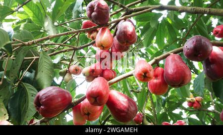 Fruit de goyave jamaïcain encore sur l'arbre Banque D'Images